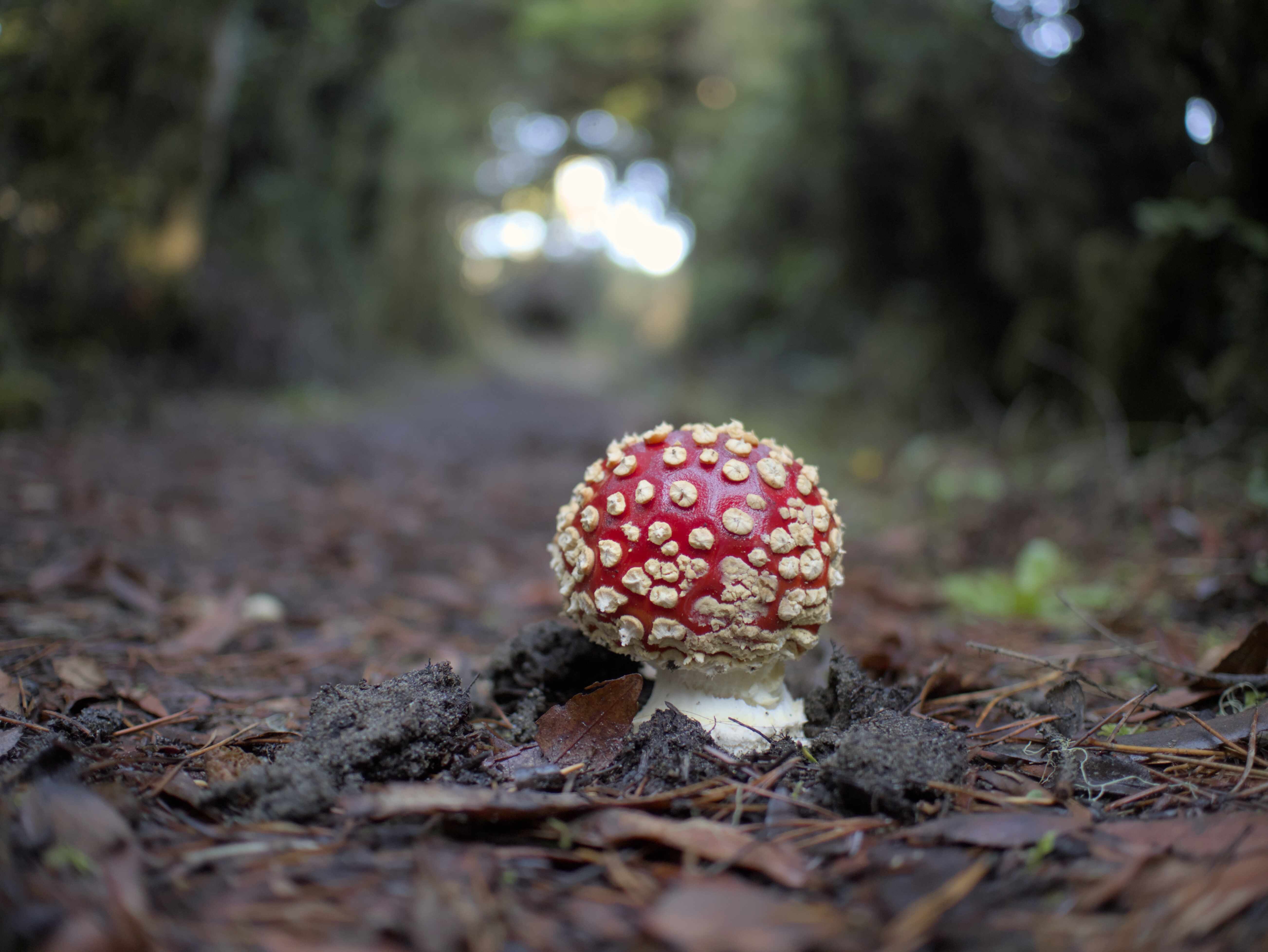 Amanita muscaria on the forest floor
