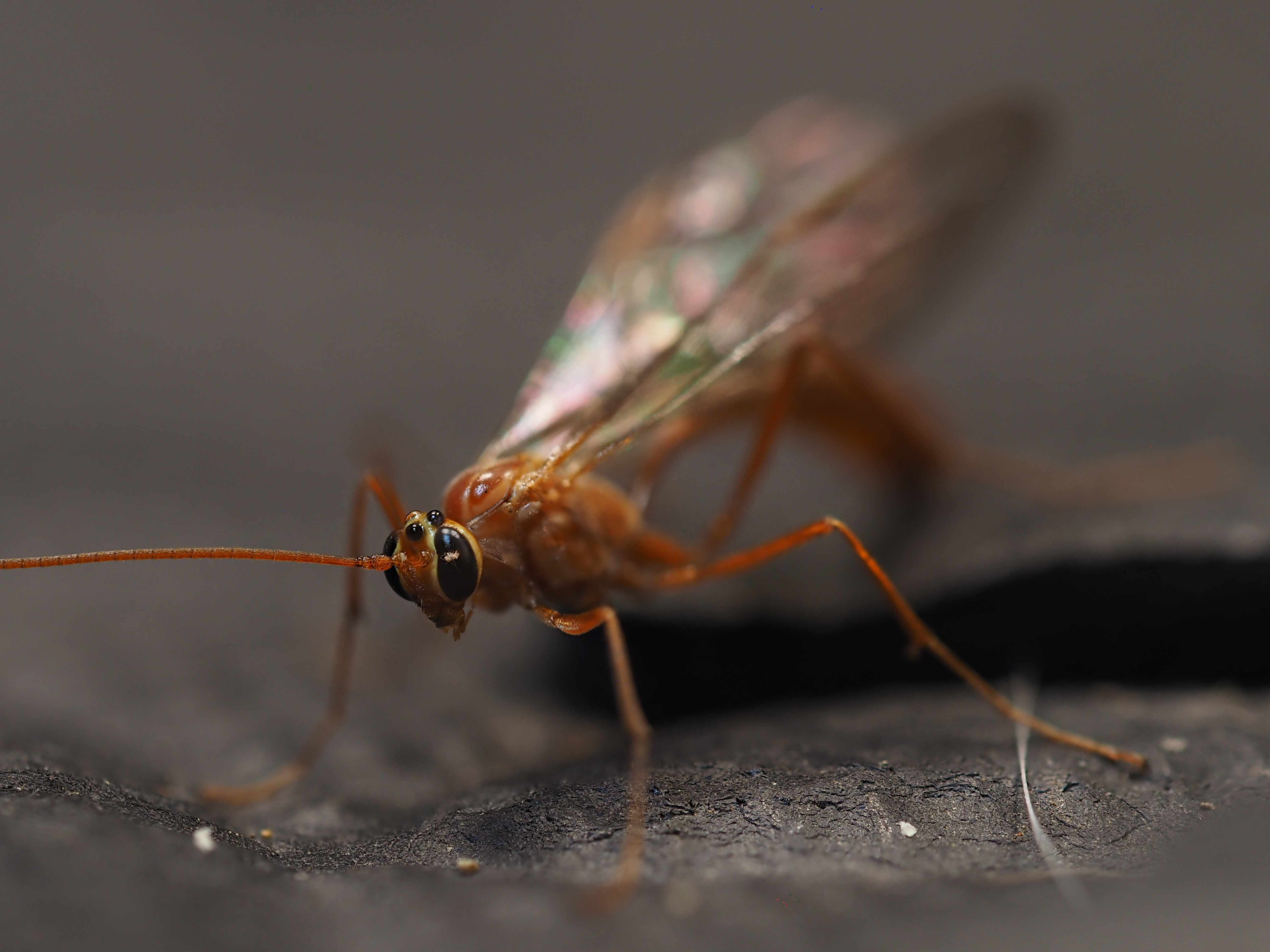 Ichneumon wasp macro